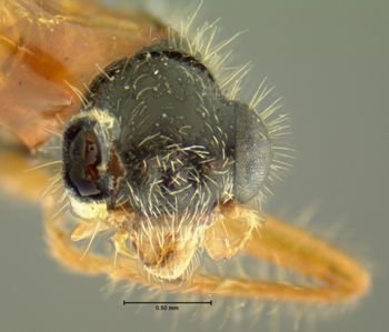 Media type: image;   Entomology 3571 Aspect: head frontal view